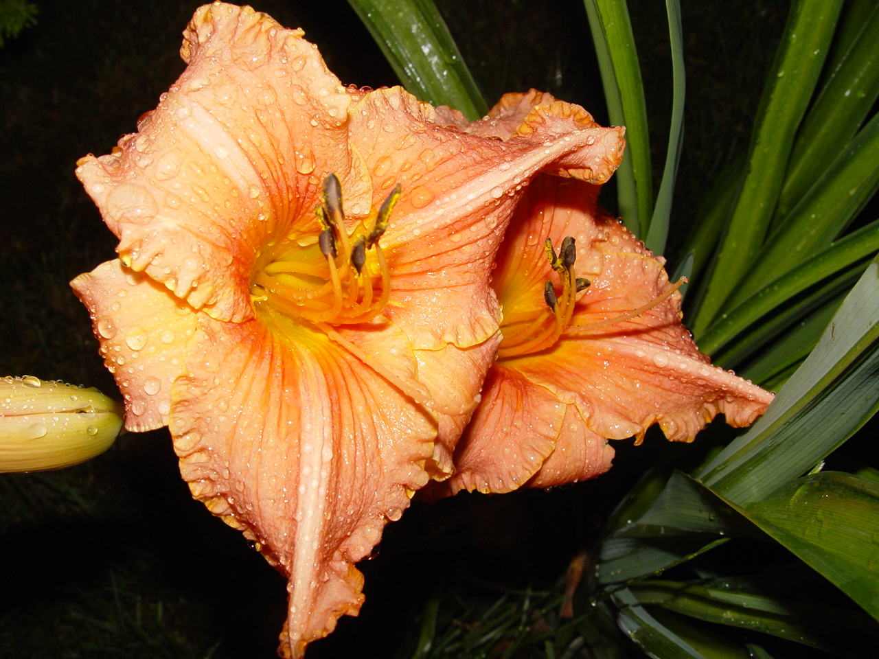 Książe Karol 8.jpg