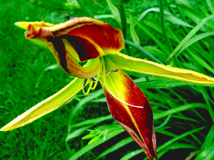 12a. Tarantula 2.jpg