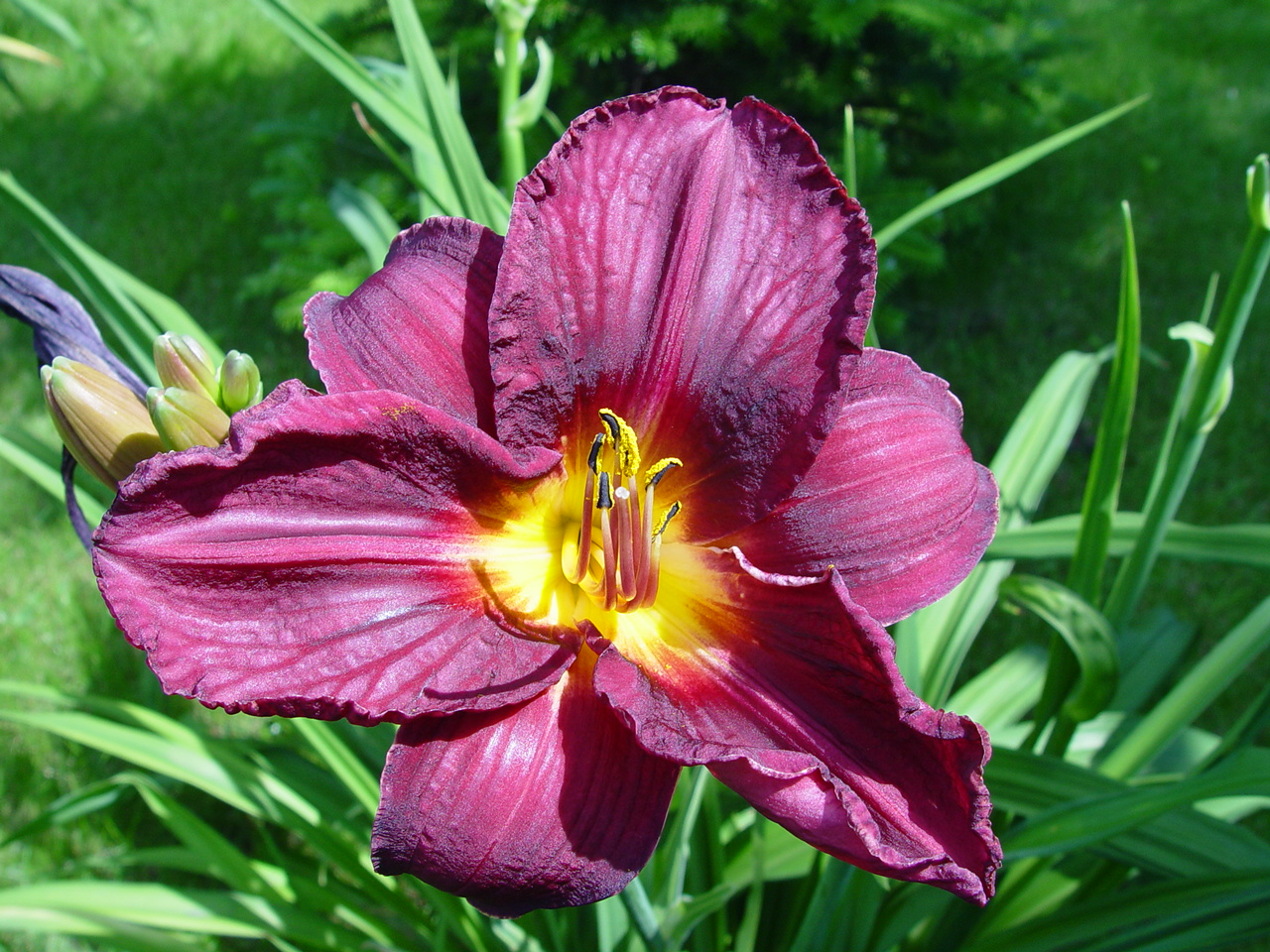 10. Russian rapsody.jpg