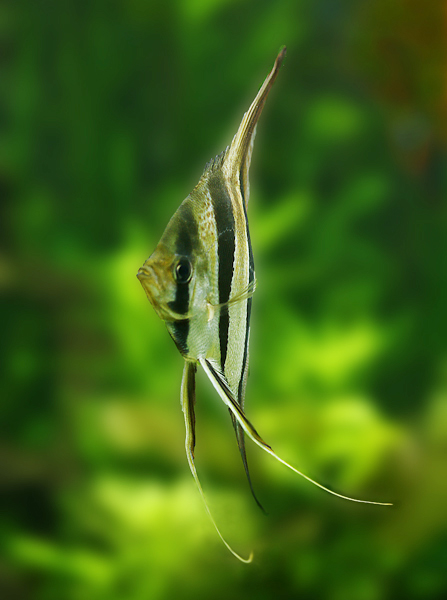 Altumy 409 kopia II.jpg