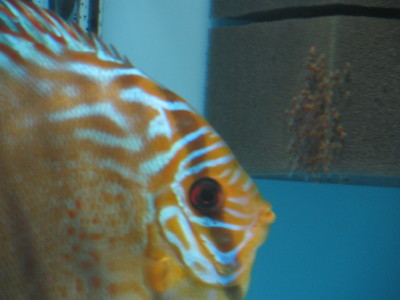 samica z mlodymi.jpg